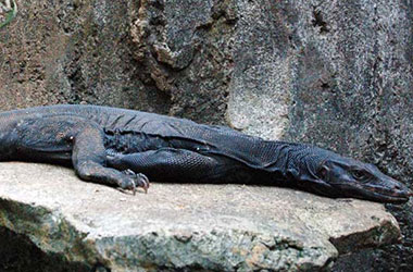 Black-lizard
