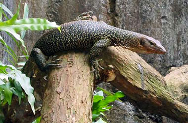 Kadal Maluku, reptil koleksi Taman Margasatwa Ragunan.