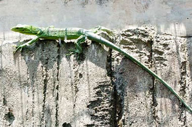 Green Lizard Ragunan