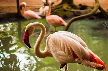 Flamingi-img