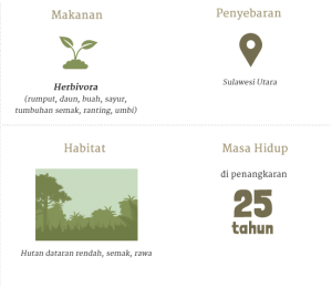 anoa_in_info - Taman Margasatwa RagunanTaman Margasatwa Ragunan